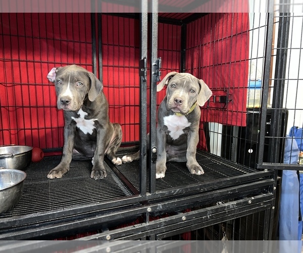 Medium Photo #14 American Bully-American Pit Bull Terrier Mix Puppy For Sale in PHOENIX, AZ, USA