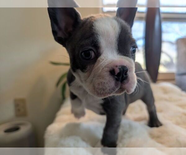 Medium Photo #4 Faux Frenchbo Bulldog Puppy For Sale in LAS CRUCES, NM, USA