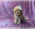 Small #7 Cavapoo (Miniature)