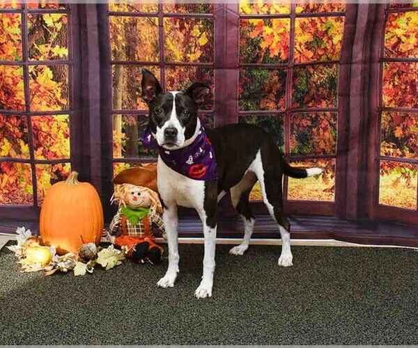 Medium Photo #2 Mutt Puppy For Sale in Sanford, FL, USA