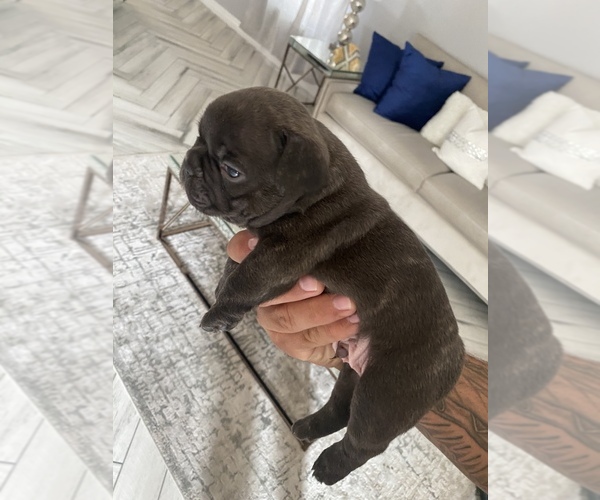 Medium Photo #6 French Bulldog Puppy For Sale in BUCKEYE, AZ, USA