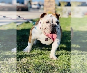 English Bulldog Dog for Adoption in ELDERWOOD, California USA