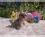 Small #4 French Bulldog