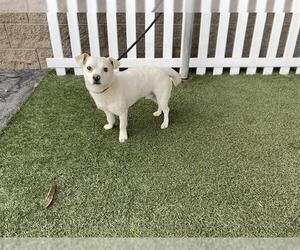 Chihuahua-Unknown Mix Dogs for adoption in Modesto, CA, USA