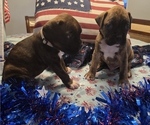 Small #8 Boxer
