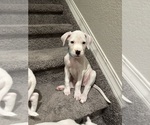 Small Photo #1 Dogo Argentino Puppy For Sale in COLORADO SPRINGS, CO, USA