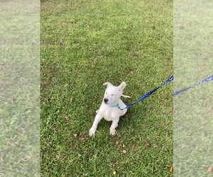 German Shepherd Dog Puppy for Sale in ALACHUA, Florida USA