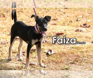 Faiza from Taiwan - Female Mutt Dog for Adoption - Photo #4