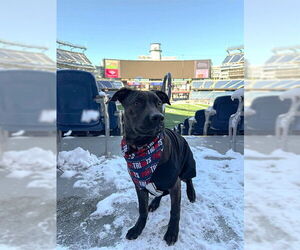 Mutt Dogs for adoption in Dedham, MA, USA