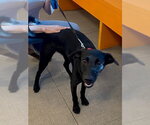 Small Labrador Retriever Mix