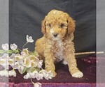Small #4 Cavapoo (Miniature)