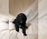 Small Photo #75 Miniature Bernedoodle Puppy For Sale in AUBURNDALE, FL, USA