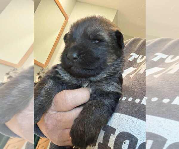 Medium Photo #1 German Shepherd Dog Puppy For Sale in NEWVILLE, PA, USA