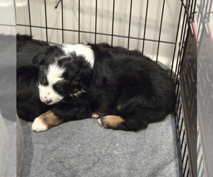 Miniature Australian Shepherd Puppy for Sale in WADESBORO, North Carolina USA