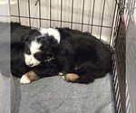 Small Miniature Australian Shepherd
