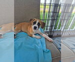 Small #1 Mutt