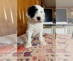 Small Photo #4 Sheepadoodle Puppy For Sale in BELLEFONTE, PA, USA