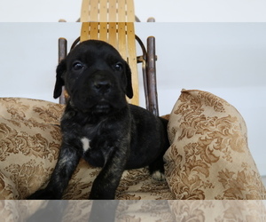 Cane Corso Puppy for sale in FORT WAYNE, IN, USA