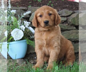 Golden Retriever Puppy for sale in NARVON, PA, USA