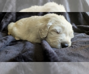 Medium Golden Retriever