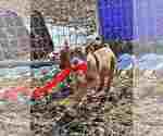 Small #2 American Pit Bull Terrier-Doberman Pinscher Mix