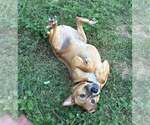 Small #1 Boxer Mix