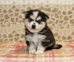 Pomsky Puppy for sale in DENVER, PA, USA