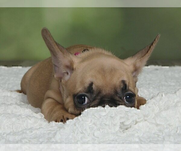 Medium Photo #4 French Bulldog Puppy For Sale in BOYNTON BEACH, FL, USA
