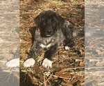 Small Photo #7 Anatolian Shepherd Puppy For Sale in CHANDLERVILLE, IL, USA