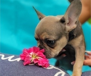 French Bulldog Puppy for sale in ATLANTA, GA, USA