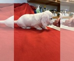 Small #4 Dachshund