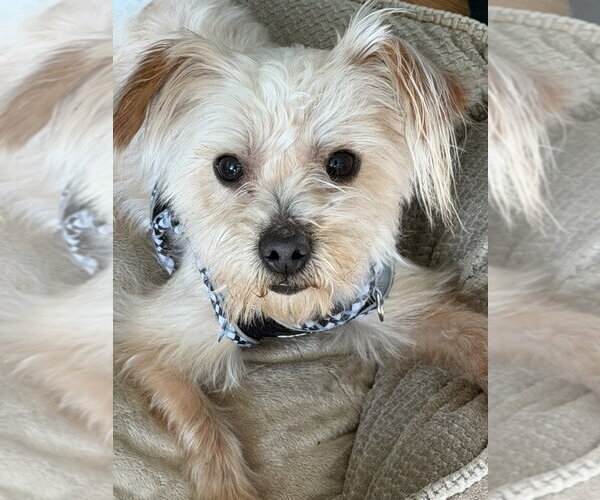 Medium Photo #10 Silky Terrier-Unknown Mix Puppy For Sale in Mundelein, IL, USA