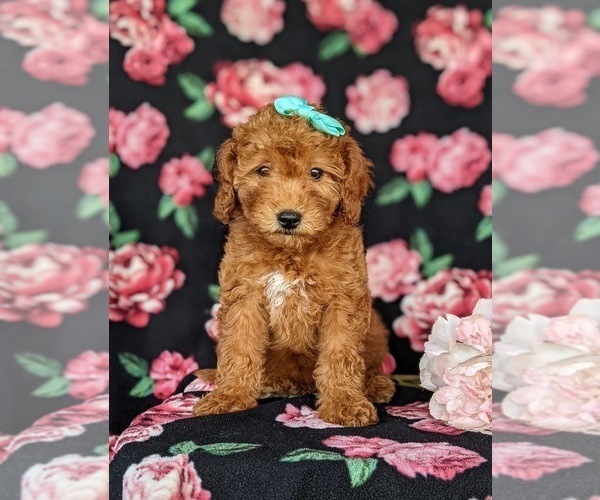 Medium Photo #9 Goldendoodle (Miniature) Puppy For Sale in KIRKWOOD, PA, USA