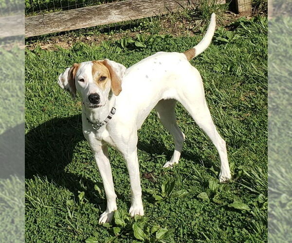 Medium Photo #3 Beagle-Pointer Mix Puppy For Sale in Batavia, OH, USA