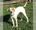 Small #2 Beagle-Pointer Mix