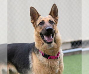 ISABELLA - Female German Shepherd Dog Dog for Adoption - Photo #2