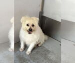 Small #3 Maltese Mix
