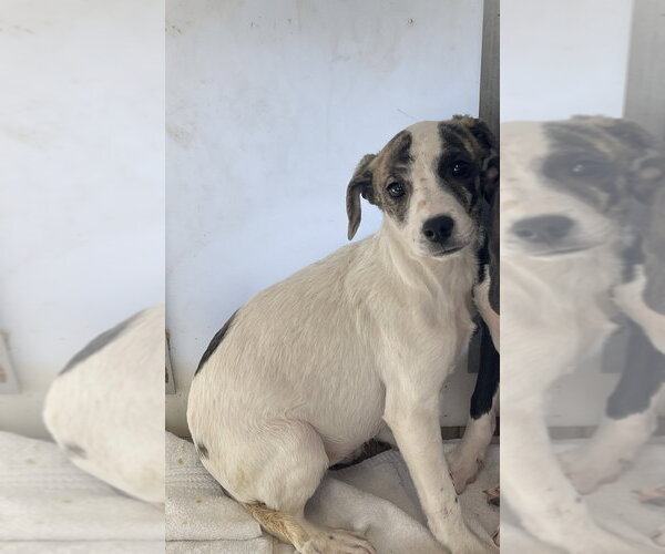 Medium Photo #18 Jack Russell Terrier-Unknown Mix Puppy For Sale in Bolivar, MO, USA