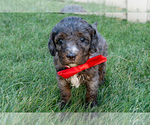 Small #3 Bernedoodle (Miniature)