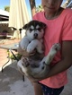 Small Photo #15 Siberian Husky Puppy For Sale in PHOENIX, AZ, USA