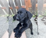 Small Photo #16 German Shorthaired Lab Puppy For Sale in TACOMA, WA, USA