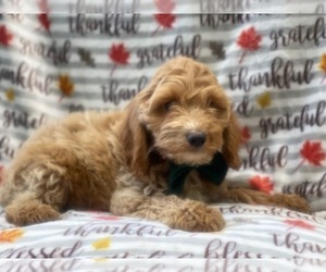 Cocker Spaniel-Poodle (Miniature) Mix Puppy for sale in LAKELAND, FL, USA