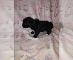 Small Photo #6 Morkie Puppy For Sale in LAPEER, MI, USA
