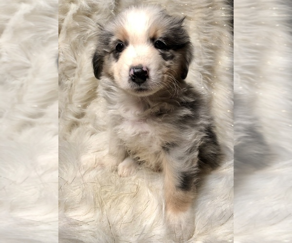 Medium Photo #4 Australian Shepherd Puppy For Sale in BEECH GROVE, IN, USA