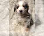 Small Photo #4 Australian Shepherd Puppy For Sale in BEECH GROVE, IN, USA