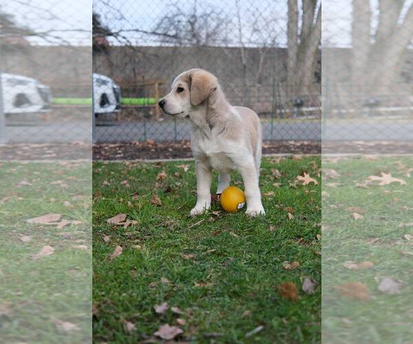 Medium Photo #2 Retriever -Unknown Mix Puppy For Sale in pomfret, CT, USA