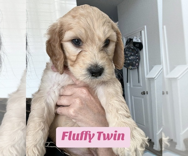 Medium Photo #1 Goldendoodle Puppy For Sale in ENNIS, TX, USA