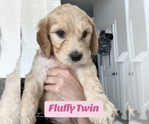Goldendoodle Puppy for sale in ENNIS, TX, USA