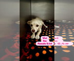Small Photo #4 Chiweenie Puppy For Sale in San Diego , CA, USA