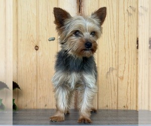 Father of the Yorkshire Terrier puppies born on 06/09/2026
